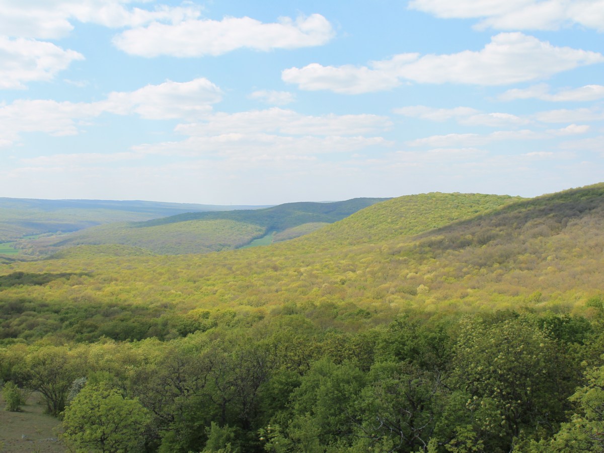 Guvernanța corporativă și vânzarea pădurilor&nbsp;statului
