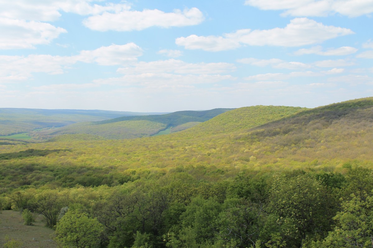 Guvernanța corporativă și vânzarea pădurilor&nbsp;statului