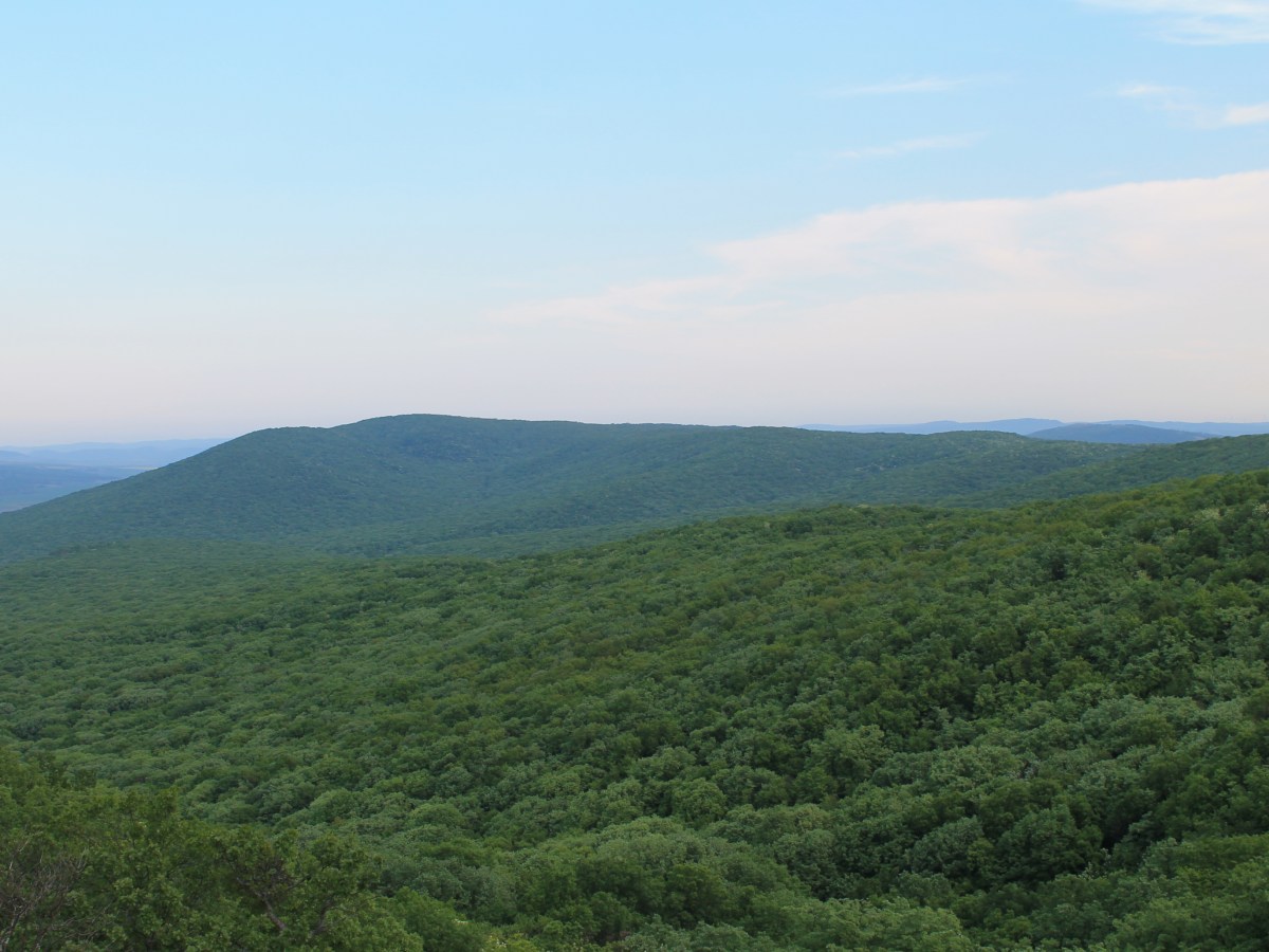 Sunt legale tăierile de păduri din parcurile&nbsp;naționale?