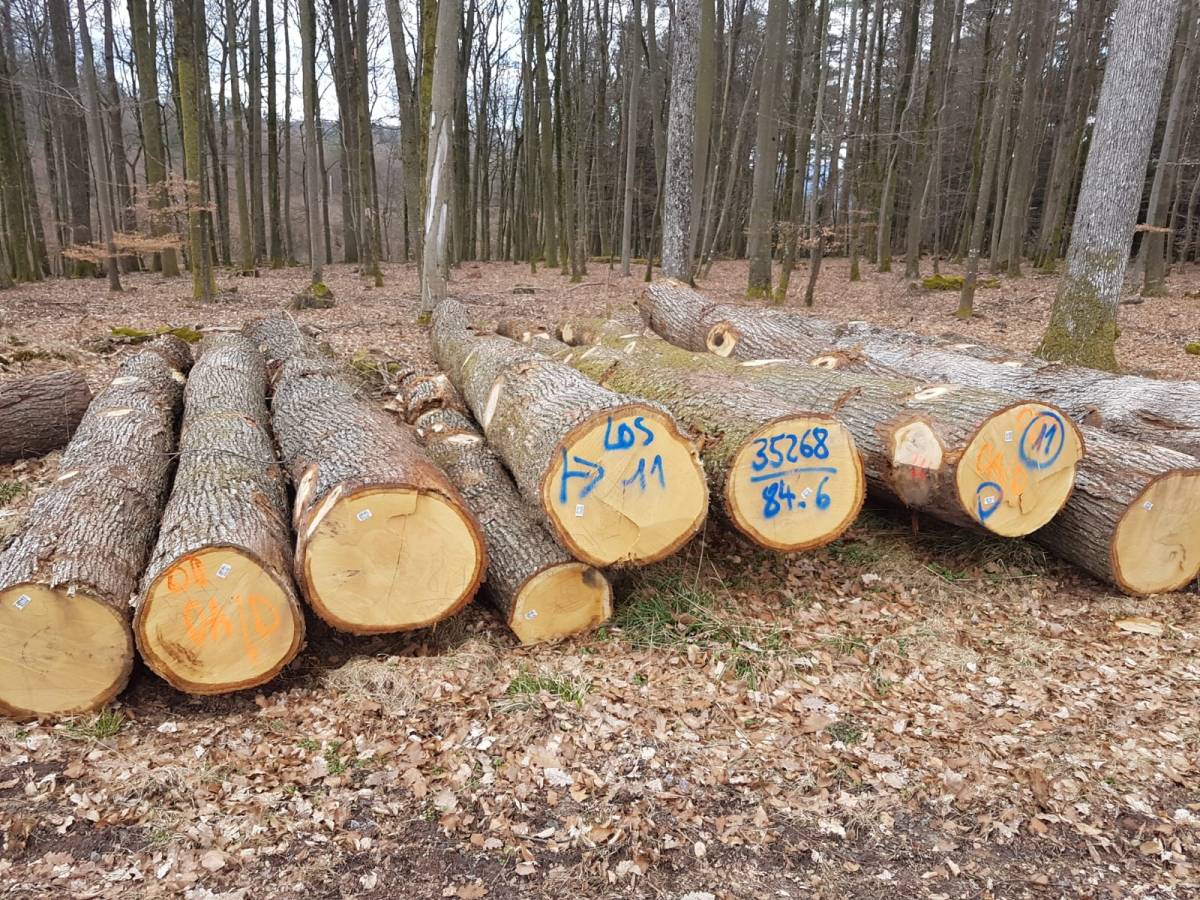 Câte păduri taie România comparativ cu alte țări&nbsp;europene?