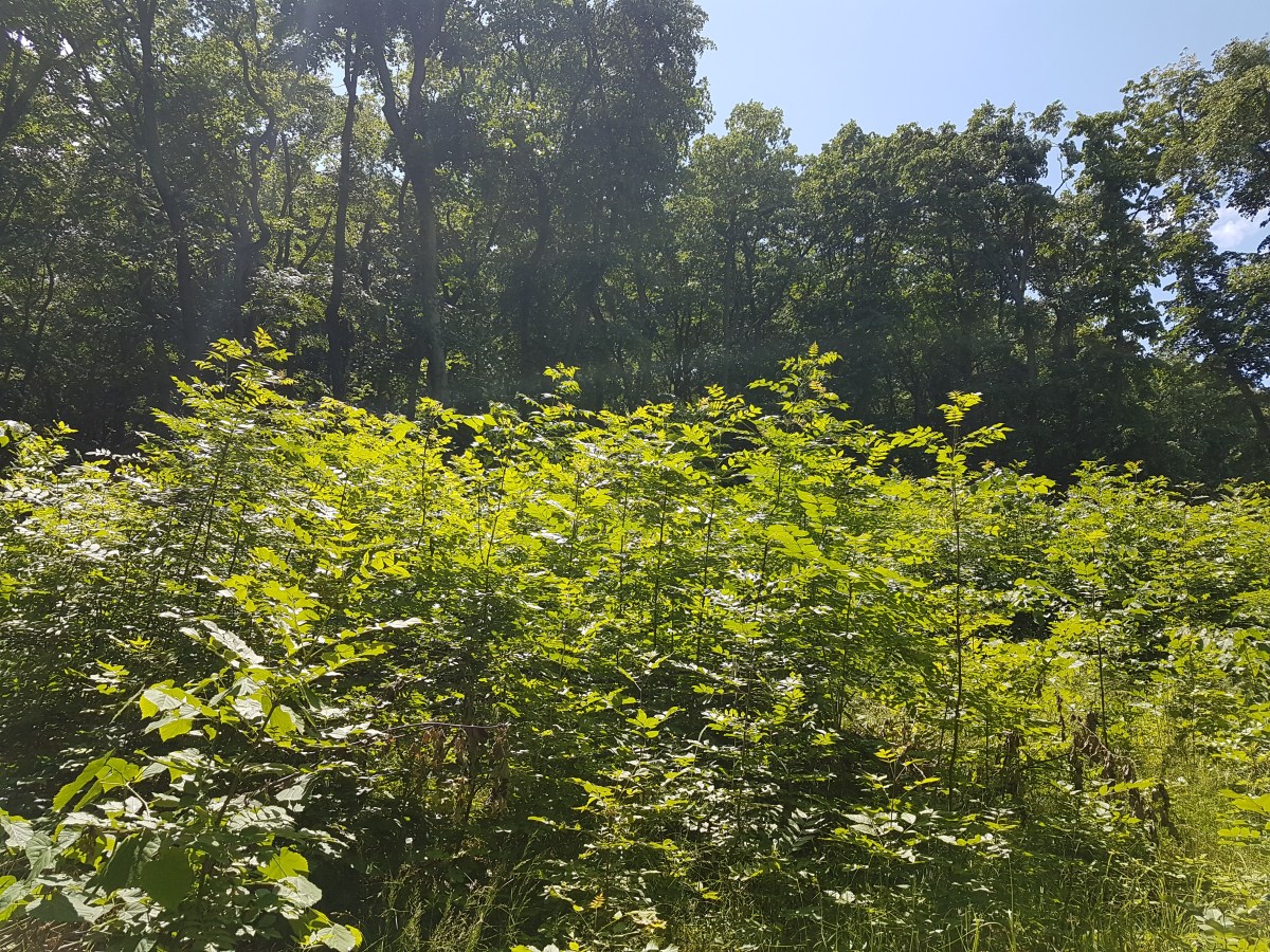 (Eco)-isteria defrișării pădurilor&nbsp;României